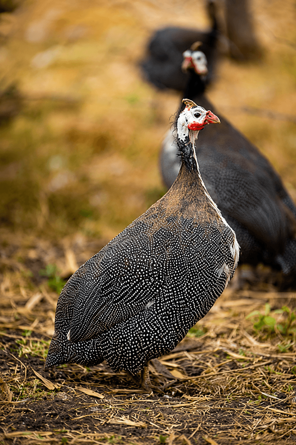 Grace of the Guinea Fowl