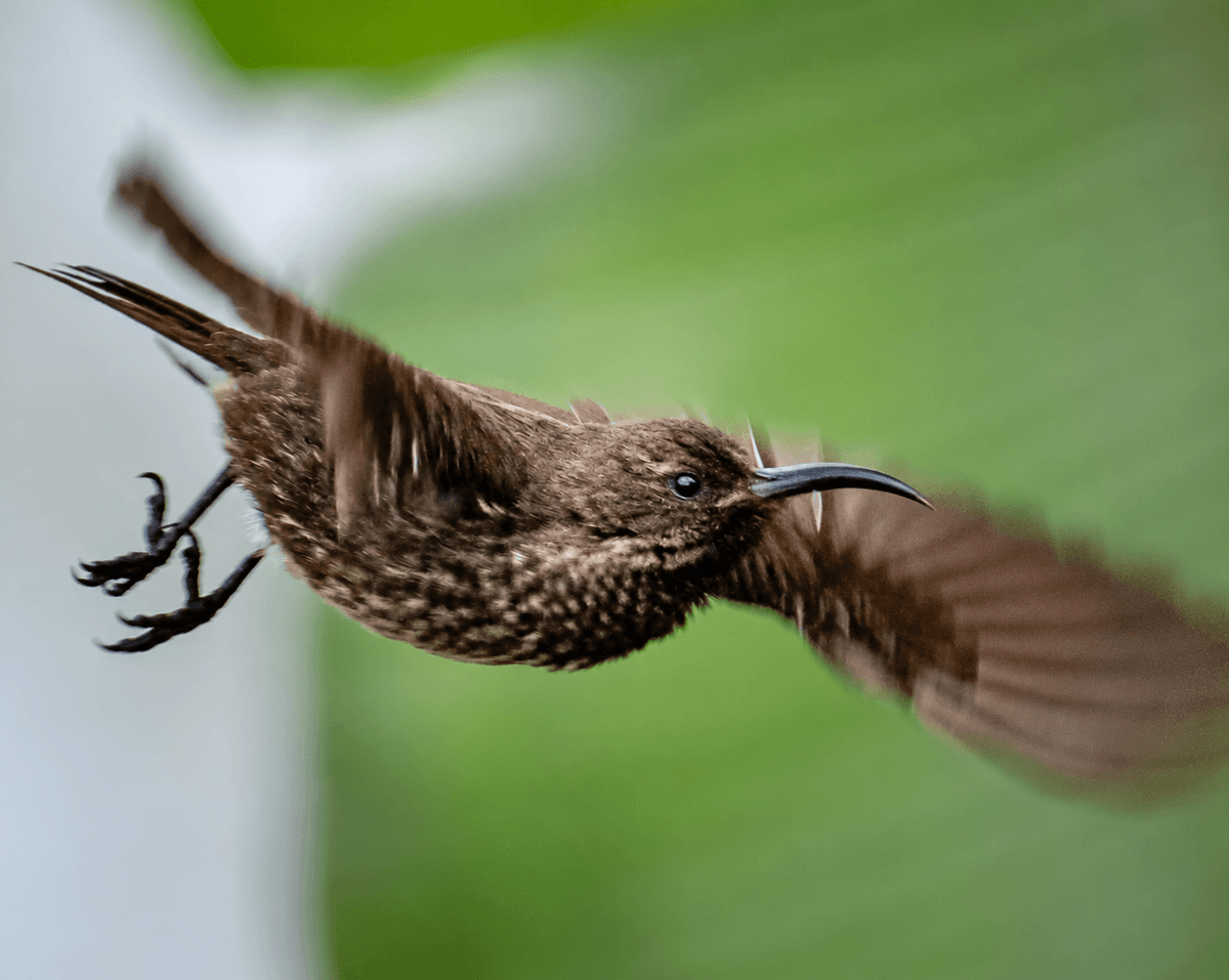 Sunbird in Flight