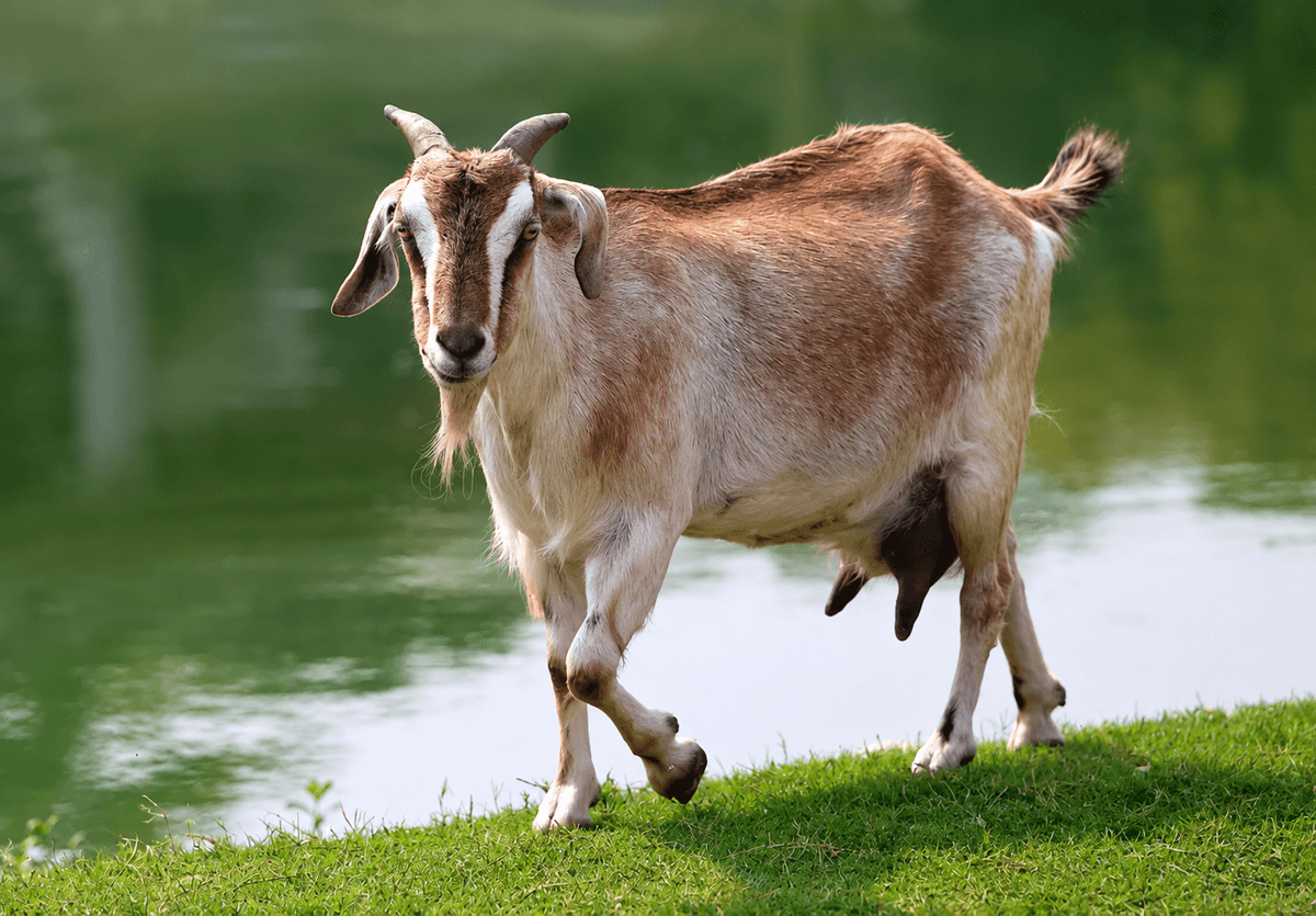 Boma Animal Encounter
